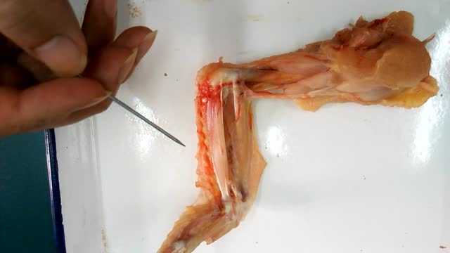 观察鸡翅结构了解运动系统