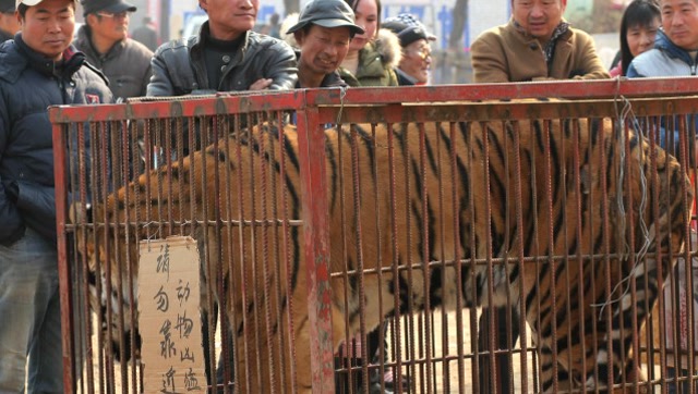 农村老虎引众人围观