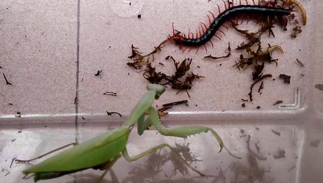 螳螂和蜈蚣打架图片