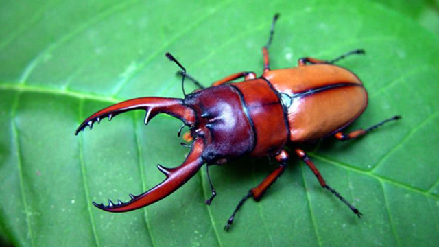 难得一见的大甲虫红锹甲,5分钟学会一幅画,高鳍红剑作品