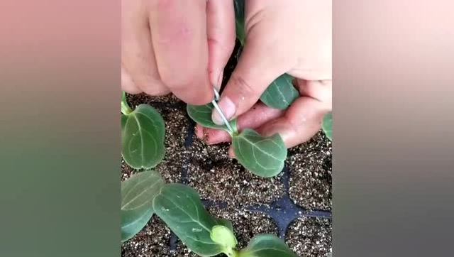 老农教你西瓜嫁接技术,种植户可以学习一下