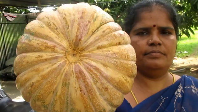 印度妇女砍开一个大南瓜,切块后炖了一锅,用手抓着吃起来