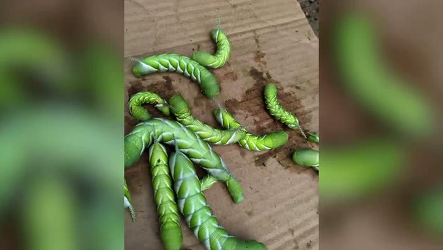 鸡皮疙瘩掉了一地,这就是糖宝吧!