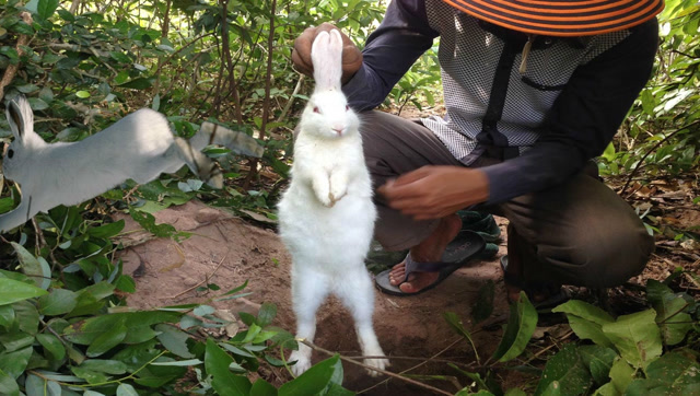 农夫点子多,在路边设计的抓兔陷阱,才过一会就收获了大兔子