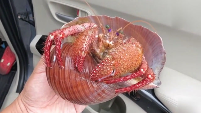 这只寄居蟹怎么这么大,最后被咬猛然甩开