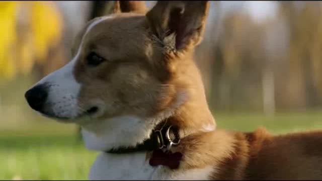 《一条狗的使命》原片片段,萌犬柯基诠释一生温暖相伴,画面感人