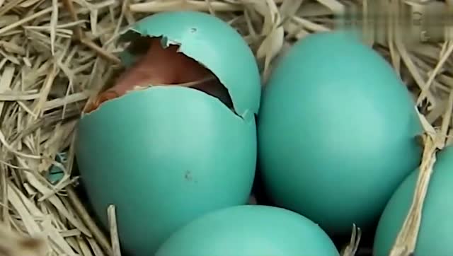 极为罕见的青色"鸡蛋",这到底能孵化出什么来?