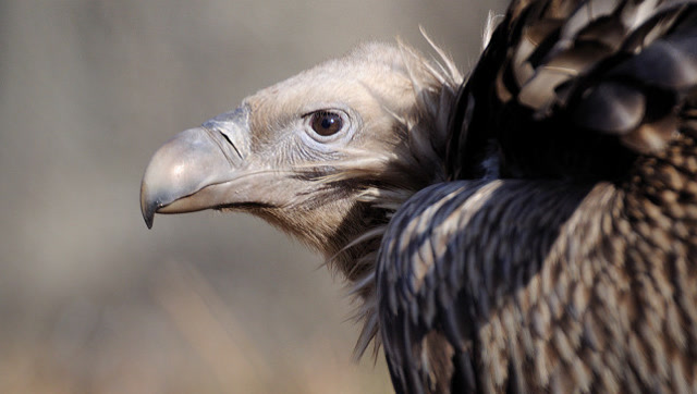 专门吃动物骨头的髭兀鹰,那么大一块骨头它都有办法将其吞进去!