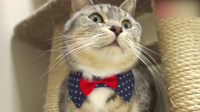 两只猫咪都打上了领结,看着好有绅士范儿啊,表情也很到位!