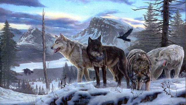 当三头狼遇上棕熊,直接被秒杀,野狼毫无还手之力