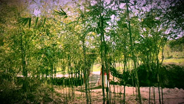 亚洲普洱竹博园