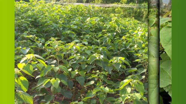 山桐子种植基地图片