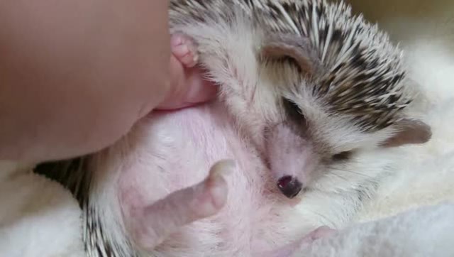 给小刺猬揉肚子:我劝你要给我好好按摩,要不然我用刺扎你哦!