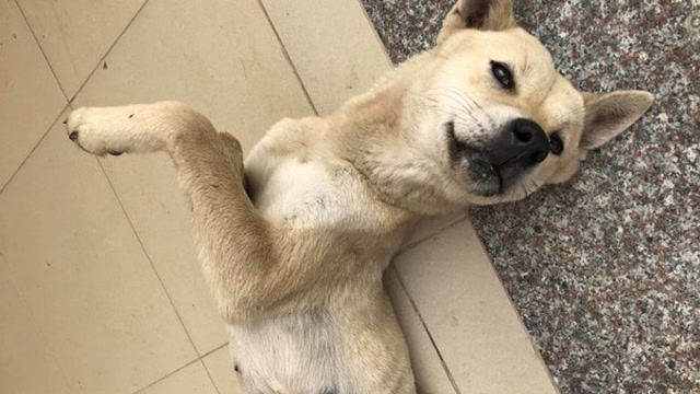 越南土狗经历"荒野求生",被猎人陷阱夹住脚,吃草20天终逃生