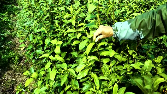 苏州高新区贡山茶