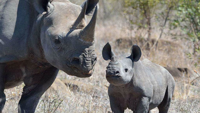 1吨半的白犀牛挑战2吨半的黑犀牛