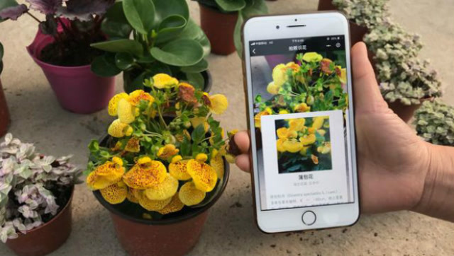 把手机对着花草扫一扫,3秒就能显示花名,这个功能太厉害了