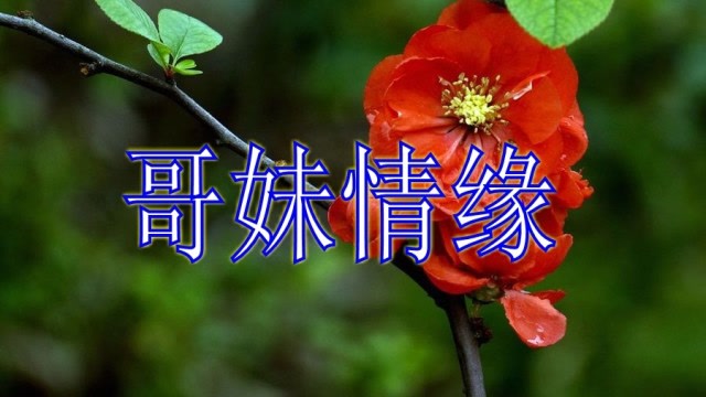 一曲《哥妹情缘》好听极了,你是我今生的眷恋!