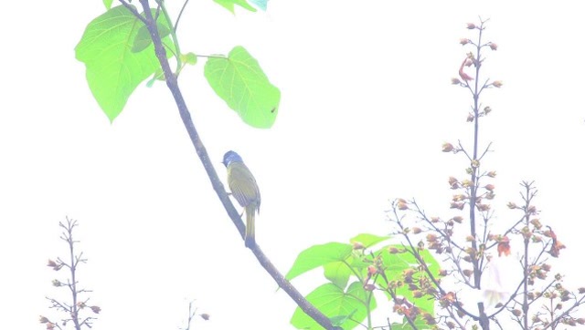 梧桐树上的领雀嘴鹎,还能听到黄鹂鸟叫声斑鸠和其它鸟叫声