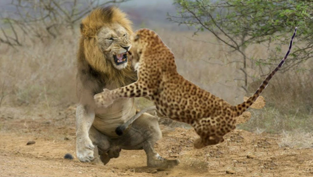 豹子睡觉时被狮子偷袭,没想到下场会是这样,镜头拍下全过程!