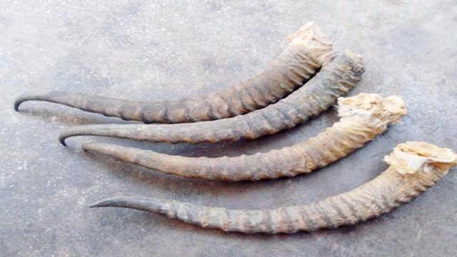 羚羊角有什么作用,为何饲养员要自己存起来?说出来你都不敢信