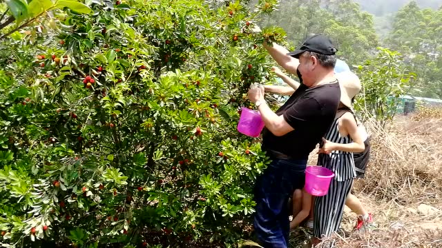 泉州玉女山首届杨梅采摘节