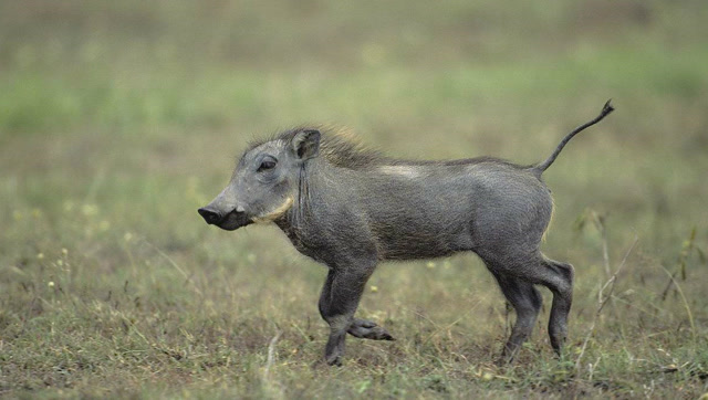小疣猪被狮子狂追,为了保命,小疣猪奋力跑