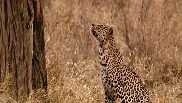 狒狒树上挑衅豹子,豹子实在咽不下这口恶气,结果就悲哀了!