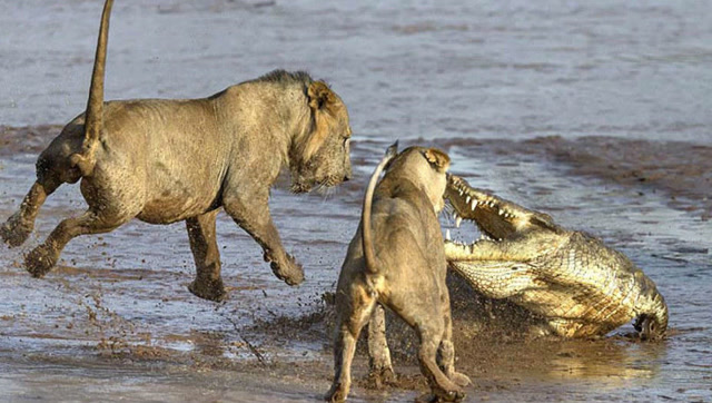 狮子大战尼罗鳄,尼罗鳄:有本事单挑!让你见识一下河道霸主的威风!