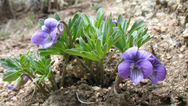 老家都称它"疔毒草",偏偏解毒有疗效,肺炎咳嗽都能用!