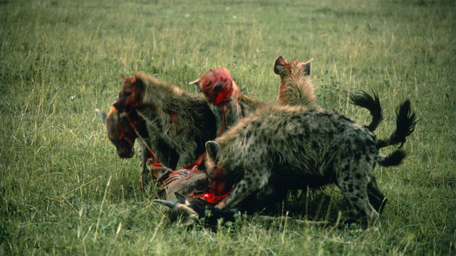 鬣狗背后偷袭野牛,野牛惨叫引来河马的发怒