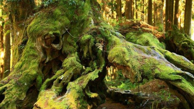 世界上最可怕的一棵食人树,已经存活4000多年,它是如何进食的?