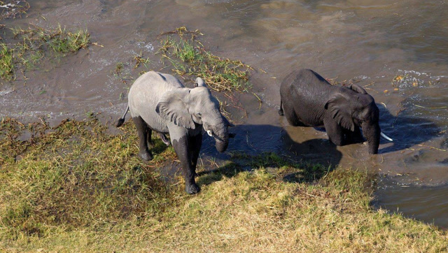 河马以为大象好欺负,最终体会到狮子都不敢猎杀大象的原因,活该