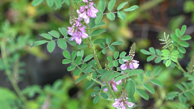 天热容易起痱子?这种草就能消灭痱子!还能健胃消食,治积食胀饱