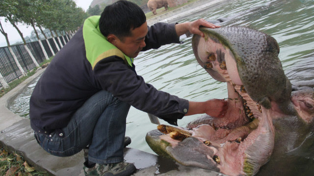 河马张开血盆大口要剔牙,缠着饲养员不让走,太会享受了!