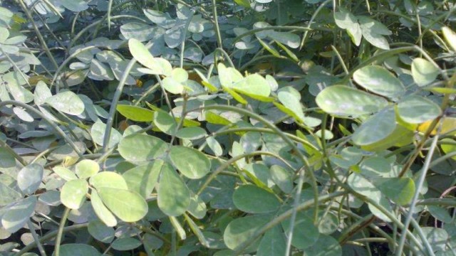 老妈河堤散步发现野生豆子,叶子像花生豆子像绿豆,都说不能要