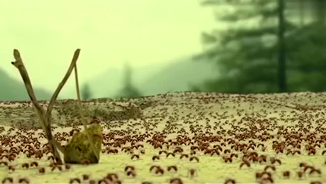 百万红蚂蚁大军围攻黑蚂蚁,犹如古代大型战争片