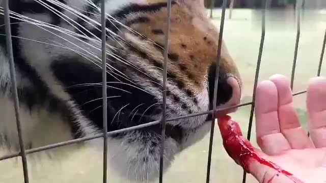 手受伤流血了还给东北虎舔这需要多大的勇气