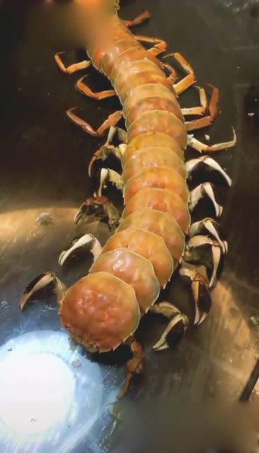 奇人趣事,蜈蚣蟹,极为罕见,开法拉利的我都吃不起!