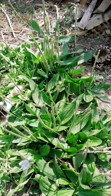 治疗痛风的小妙招