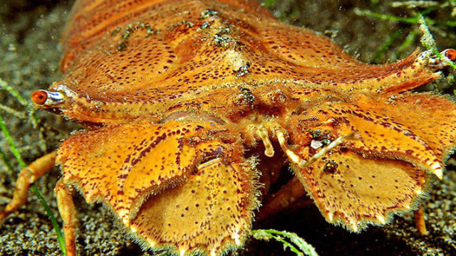 长得太可怕!你敢吃吗?