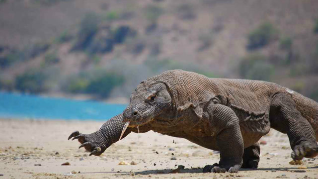 果然开挂!印度惊现"恐龙",众人慌忙求合照,被专家一句话吓惨