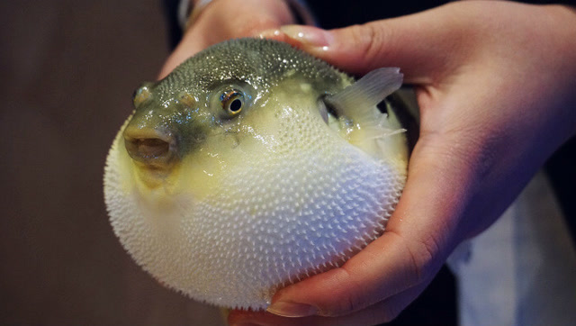 当河豚膨胀的时候,用针扎下去会发生什么?结果让你意想不到