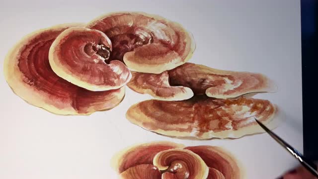 灵芝 | 山乌龟水彩绘画