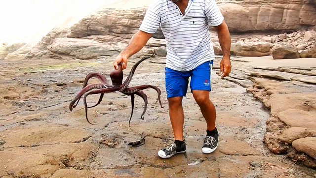 男子海边徒手抓章鱼,这技能果然了得,过程看着太爽了