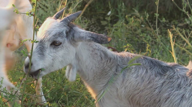 天下罕见特产青山羊,饲养者越来越少,原因其实很简单