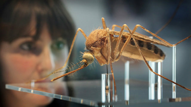 最大的蚊子,最长能到30毫米,不但叮人,还能帮助人!我国就有