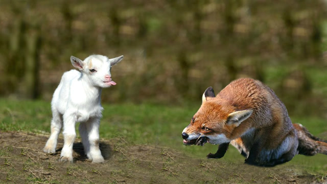 狐狸悬崖上捕猎山羊,生死关头山羊该咋做?网友:一不小心粉身碎骨!