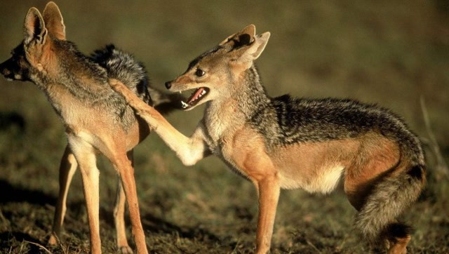 狞猫竟敢以一敌二抢黑背豺的食物,胆子不小,不过结果却出人意料!