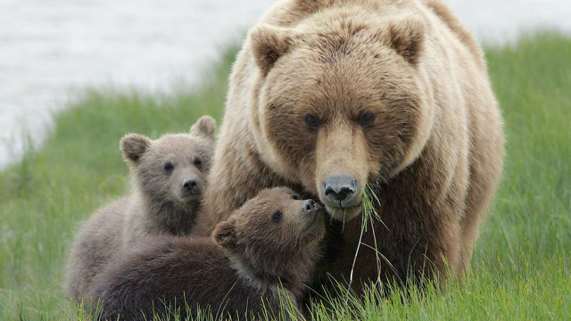 2头母熊溜娃偶遇,战事一起,小家伙的表现太让人意外了